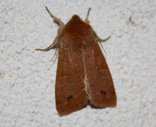 Anorthoa munda